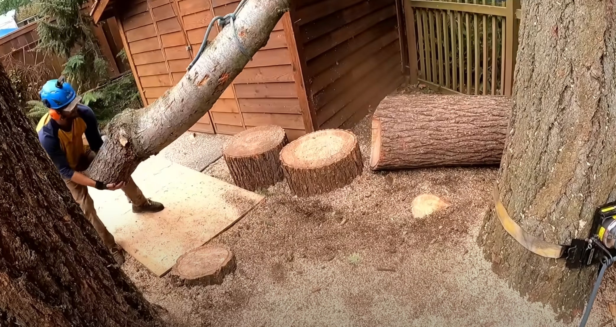 Professional tree removal service in Kirkland, WA