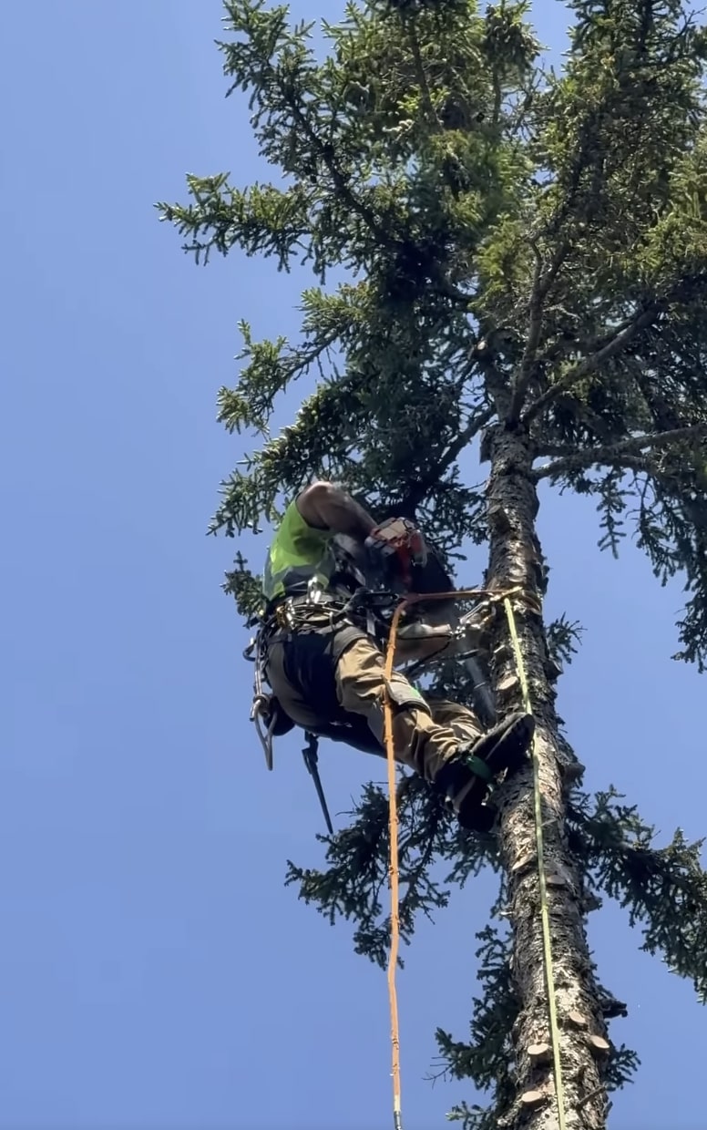 Expert tree trimming and pruning in Kirkland, WA
