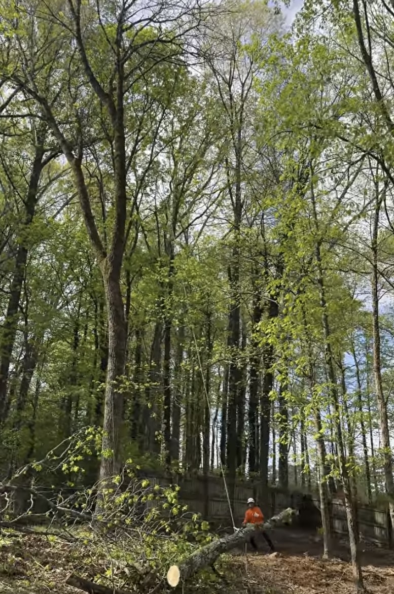 24/7 emergency tree services in Kirkland, WA